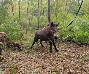 Nietypowe interwencje służb. Strażacy-ochotnicy uratowali stado koni, a strażnicy miejscy sarenki