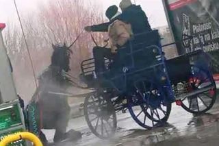 Szok w Makowie Mazowieckim! Umyli konia myjką ciśnieniową