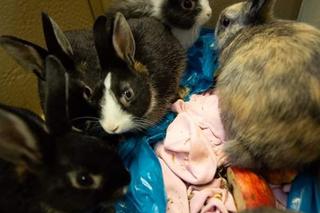 Stado porzuconych królików szuka nowego domu