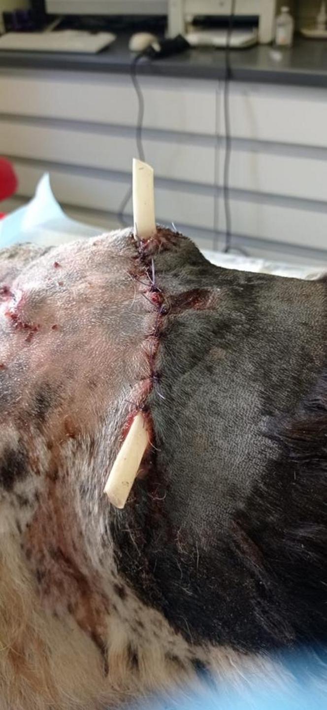 Weterynarze pomogli Tajce pogryzionej przez psy