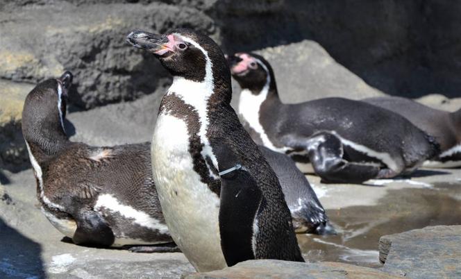 Pingwiny wróciły na wybieg zewnętrzny w chorzowskim ZOO 