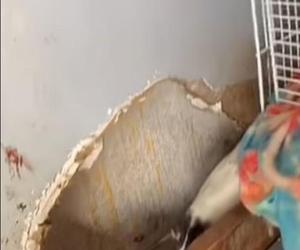  Dziecko uratowane od trzystu szczurów, węży i karaluchów! Matka aresztowana