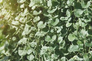 Dichondra srebrzysta to kaskady srebrnych liści na balkon i taras. Jakie stanowisko najlepsze dla dichondry?