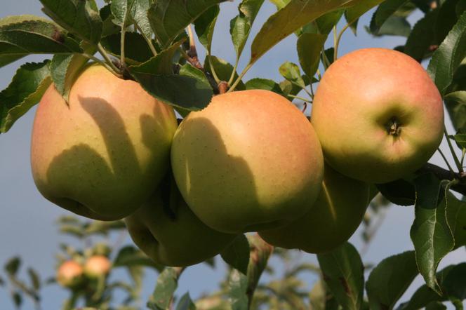 Jabłoń domowa ‘Golden Delicious Reinders’ - Malus domestica ‘Golden Delicious Reinders’