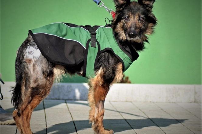 Orzesze: Opiekunowie zgotowali Fionce piekło. Wystające kości przebiły jej skórę! Serce pęka