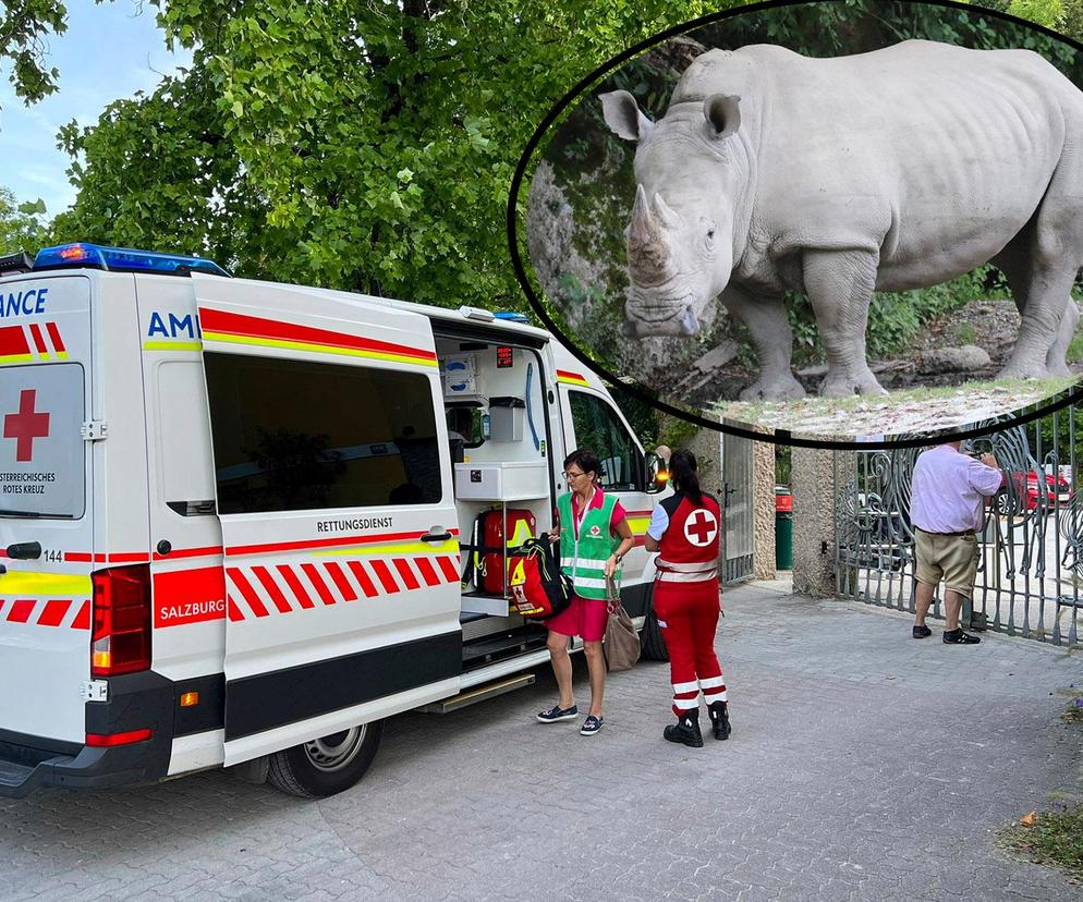 Makabra w zoo! Nosorożec przebił klatkę piersiową swojej opiekunki. 33-latka konała w męczarniach