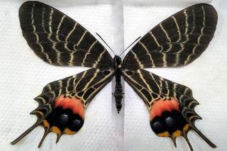 W przesyłce z Kazachstanu znaleziono osiem bardzo rzadkich motyli. Jeden z nich jest wart 6 tys. dolarów