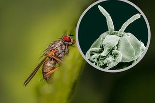 Te owady uważamy za niegroźne, a gryzą toksyczną śliną. Wlatują prawie do wszystkich domów
