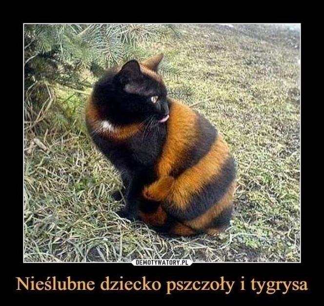 Chcesz poprawić sobie humor? Te memy ze zwierzętami rozbawią cię do łez!