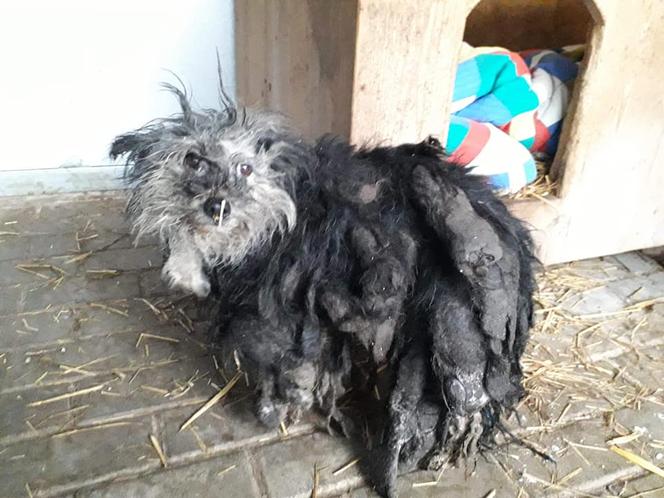 Skrajnie zaniedbane suczki LEDWO żyły! Miały na sobie aż 6 kilogramów kołtunów [ZDJĘCIA]