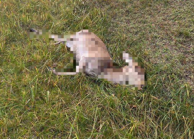 Poważny wypadek z udziałem jelenia pod Toruniem! W internecie rozgorzała burza [ZDJĘCIA]