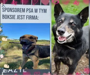Zostań sponsorem psów w gorzowskich Azorkach