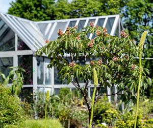 Miniarboretum powstało w Bytomiu. Miasto zaprasza uczniów i przedszkolaków