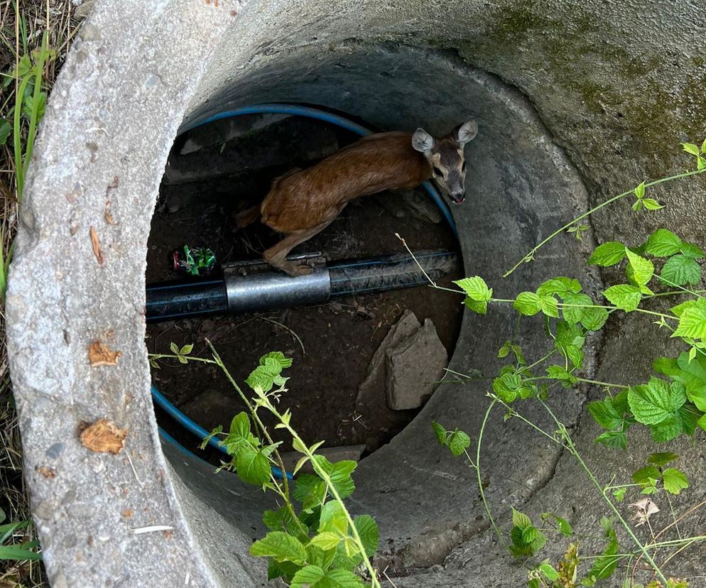 Druhowie z Iwonicza uratowali sarenkę. 