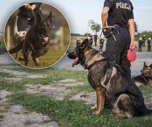 Policyjny pies zmarł w męczarniach, drugi omal nie ugotował się na śmierć! Policja odpowiada na zarzuty