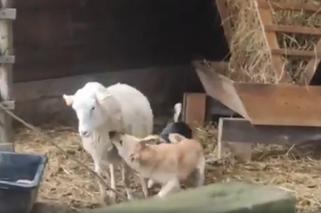 Owca zaatakowana przez psy w Mini ZOO w Kałkowie jest cała i zdrowa. Tak zapewnia policja 