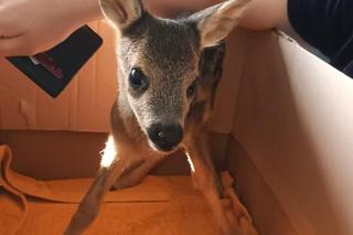 Mały koziołek potrzebował pomocy