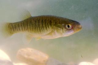 Przydentka żebrowata