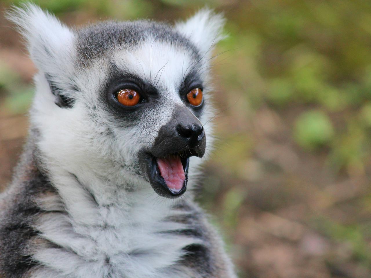 ZWIERZETA DOMOWE zaszkodziły faunie Madagaskaru - naukowcy tłumaczą, jak to się stało