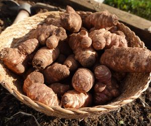 Topinambur – superfood z dawnych lat. Dlaczego słonecznik bulwiasty podbija serca mistrzów kuchni i miłośników zdrowego jedzenia