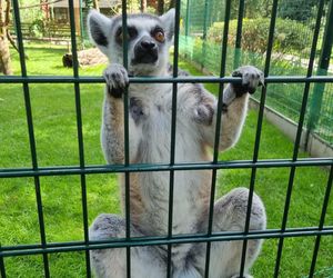 Najmniejsze zoo w Polsce znajduje się w Nowym Tomyślu! To miejsce warte odwiedzenia!