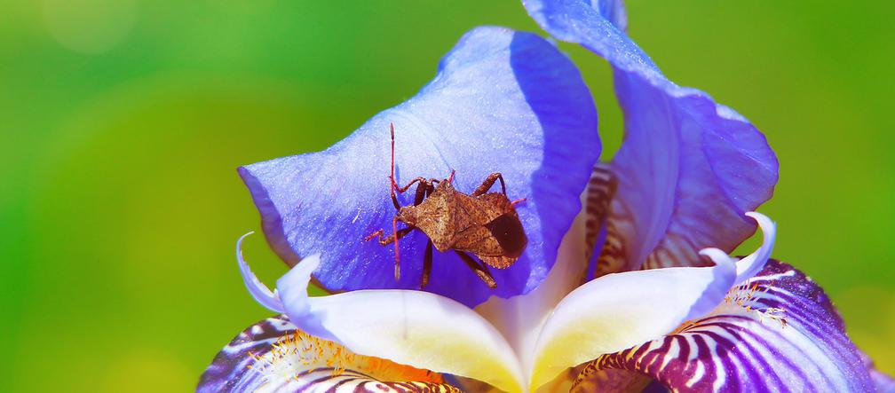 Wtyk amerykański: Jak wygląda cuchnący owad?