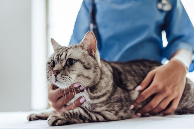 Choroby odkleszczowe u kotów (babeszjoza, borelioza, anaplazmoza)