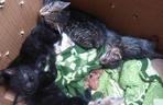 17 kociąt i 2 kotki odwodnione i wycieńczone w zaklejonych pudłach pod lasem