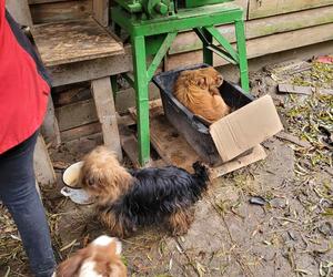 24 psy na… 13 metrach kwadratowych w pseudohodowli pod Krakowem. Właścicielka znęcała się nad zwierzętami i groziła samobójstwem