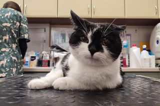 W Lesznie wysterylizowano i wykastrowano 66 kotów. Wolontariusze: to kropla w morzu potrzeb