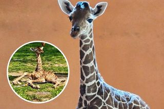 Nowy mieszkaniec Śląskiego Zoo czeka na imię. Jak będzie się nazywać mała żyrafa? Głosowanie już trwa