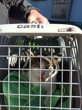Odłowiony kot został przekazany pracownikom KTOZ-u