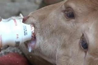 Cielę z dwiema głowami