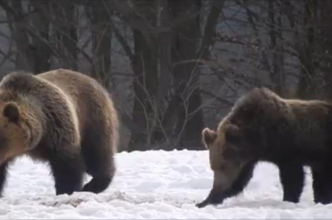 Misie wstały za wcześnie? Niedźwiedzie w Bieszczadach poczuły wiosnę! [GALERIA]