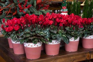 Kwiaty i rośliny na Boże Narodzenie. Żywe świąteczne dekoracje