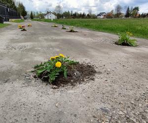 Niezłe kwiatki na drodze w Dobrzelowie. Mieszkańcy zasadzili rośliny w dziurach drogowych [AUDIO]