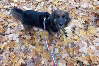 ​Śmieciarki ze zdjęciami psów wyjechały na ulice Leszna. Ruszyła akcja „Czysta Miłość”