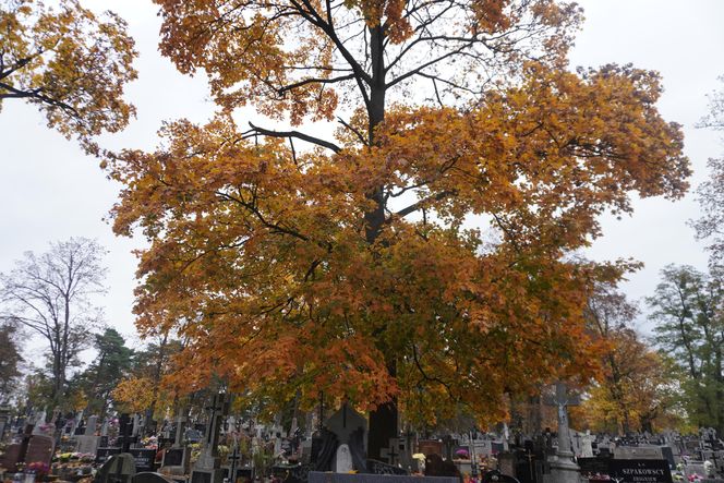 Dziady, czyli Podlaskie Halloween. Ciekawostki o słowiańskim zwyczaju