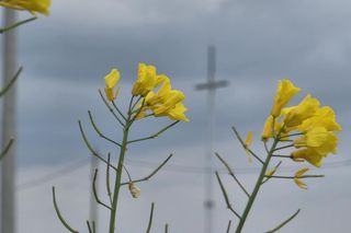 Podkarpackie kapliczki z historia. Wrzućcie tam prosze wszytko jak leci, tylko prosze tez jeszcze o pierwsze zdjęcie.