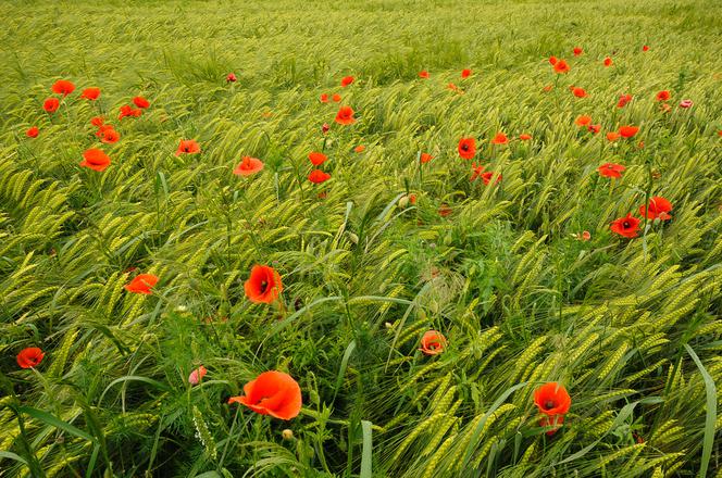 Podlasie to według National Geographic idealne miejsce na urlop! Sprawdźcie, dlaczego warto tu przyjechać