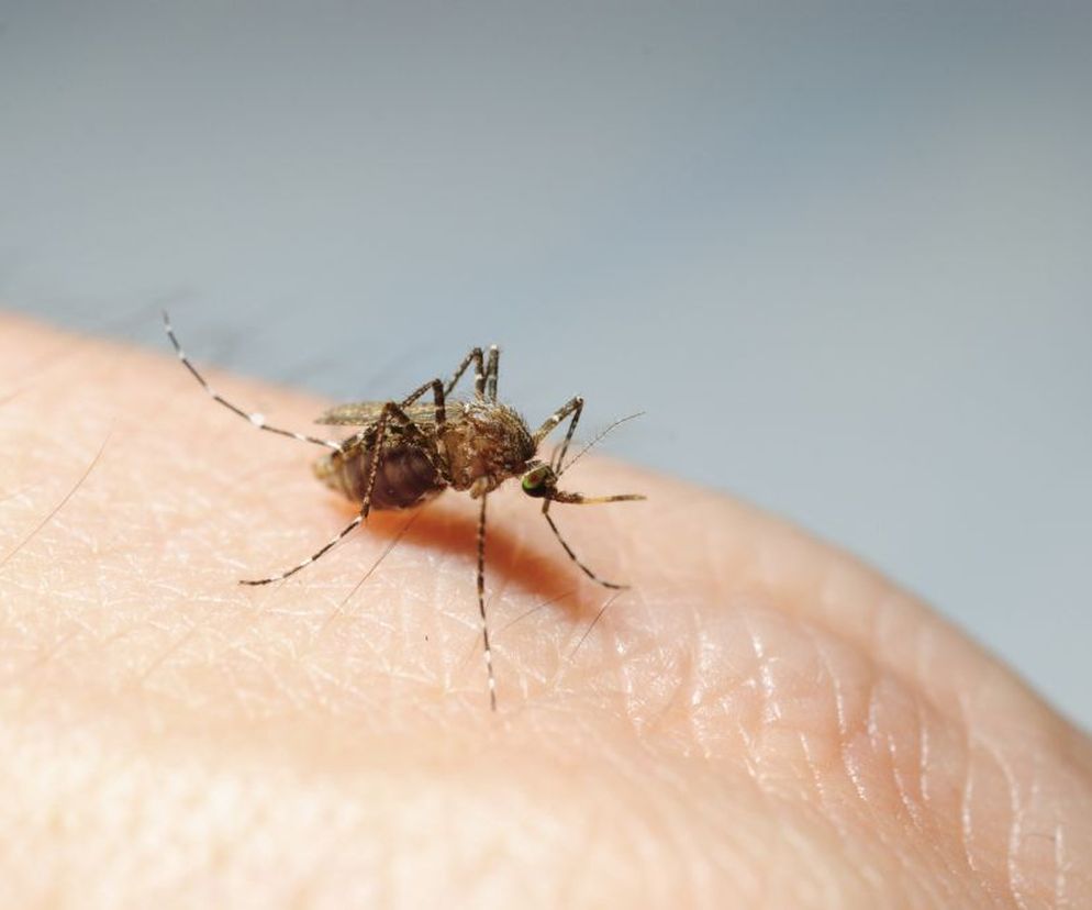 Wirus czikungunia  (przenoszony przez komara Aedes albopictus mosquito - komar tygrysi) wywołuje chorobę tropikalną zwaną gorączka czikungunia (chikungunya), która objawia się m.in. zapaleniem kości, stawów i mięśni.