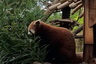 Samiec pandy rudej zamieszkał we wrocławskim zoo. Od razu wyskoczył na swój nowy wybieg [WIDEO]