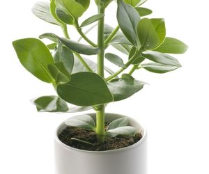 Kluzja różowa - Clusia rosea