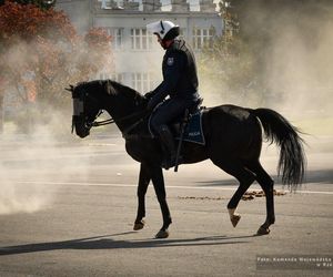 Policyjne konie zdały egzamin!