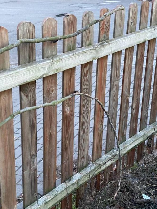 Muzeum Patyka w Toruniu