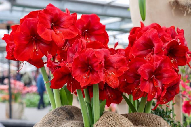 Hippeastrum