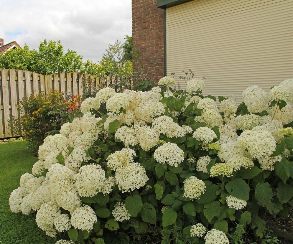Hortensja krzewiasta 'Anabelle'