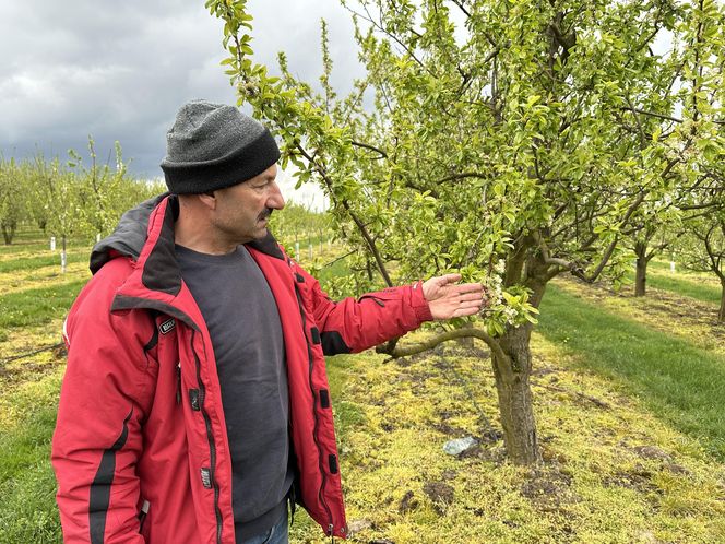 Świętokrzyscy rolnicy liczą straty po przymrozkach