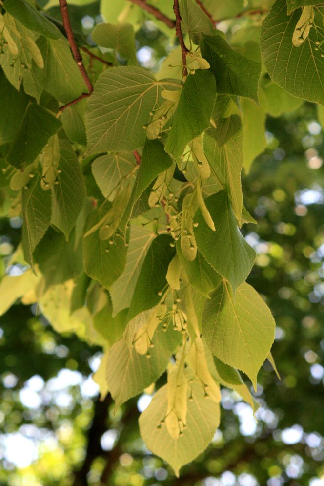 Lipa holenderska 'Pallida'