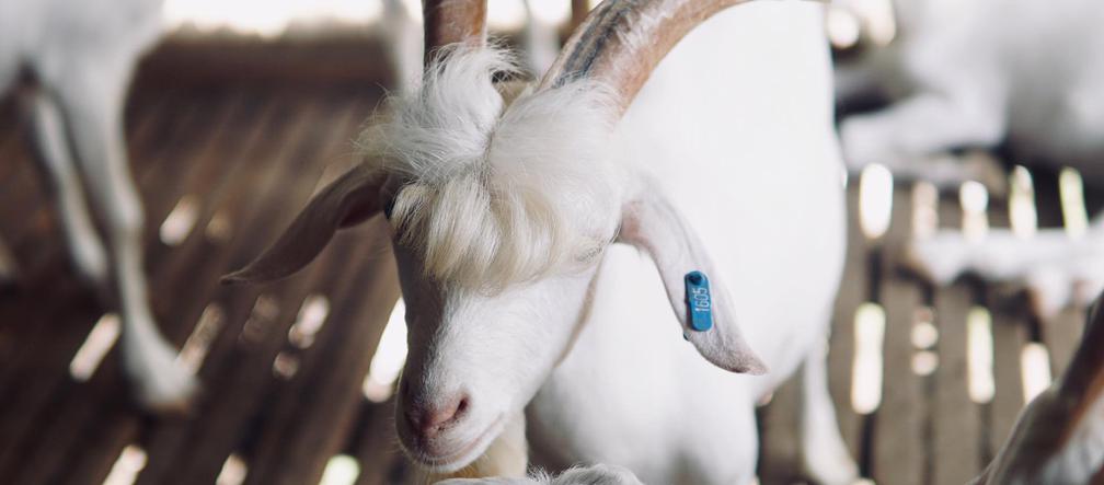 Miss koza! Nowa gwiazda sieci 